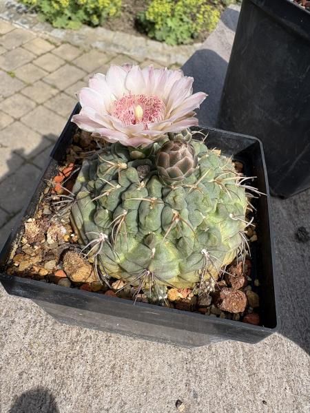 Gymnocalycium ritterianum
